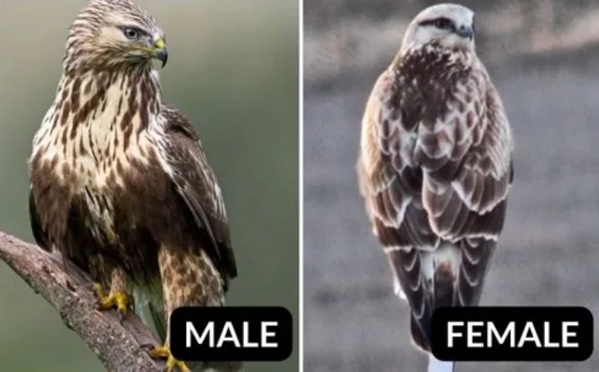 Rough-legged Hawk