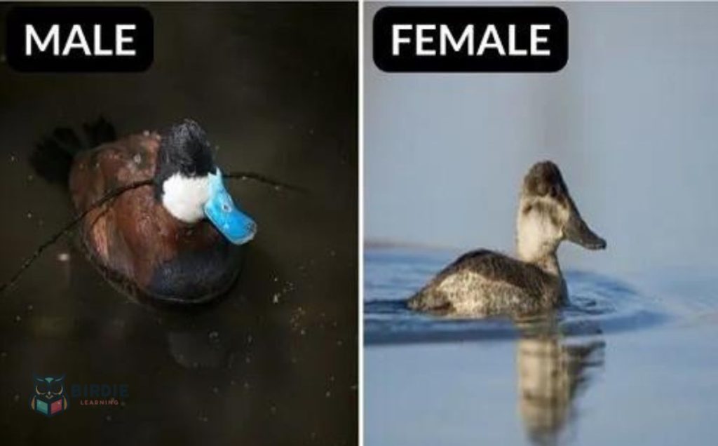 Ruddy Duck