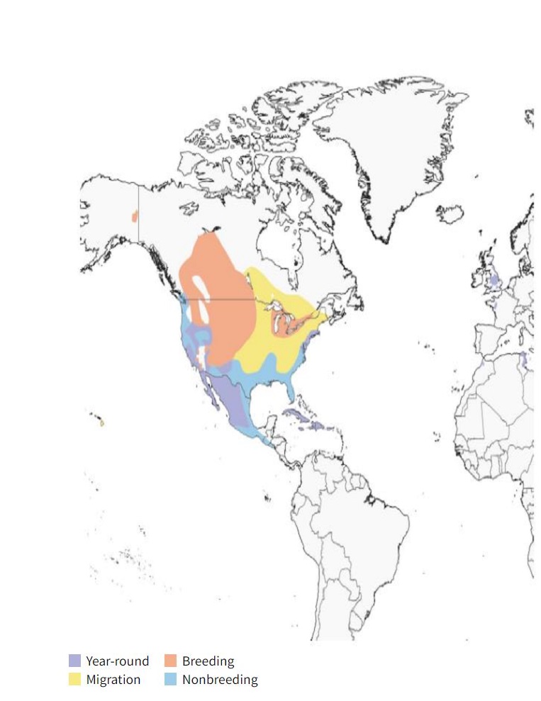 Ruddy Duck Range Map