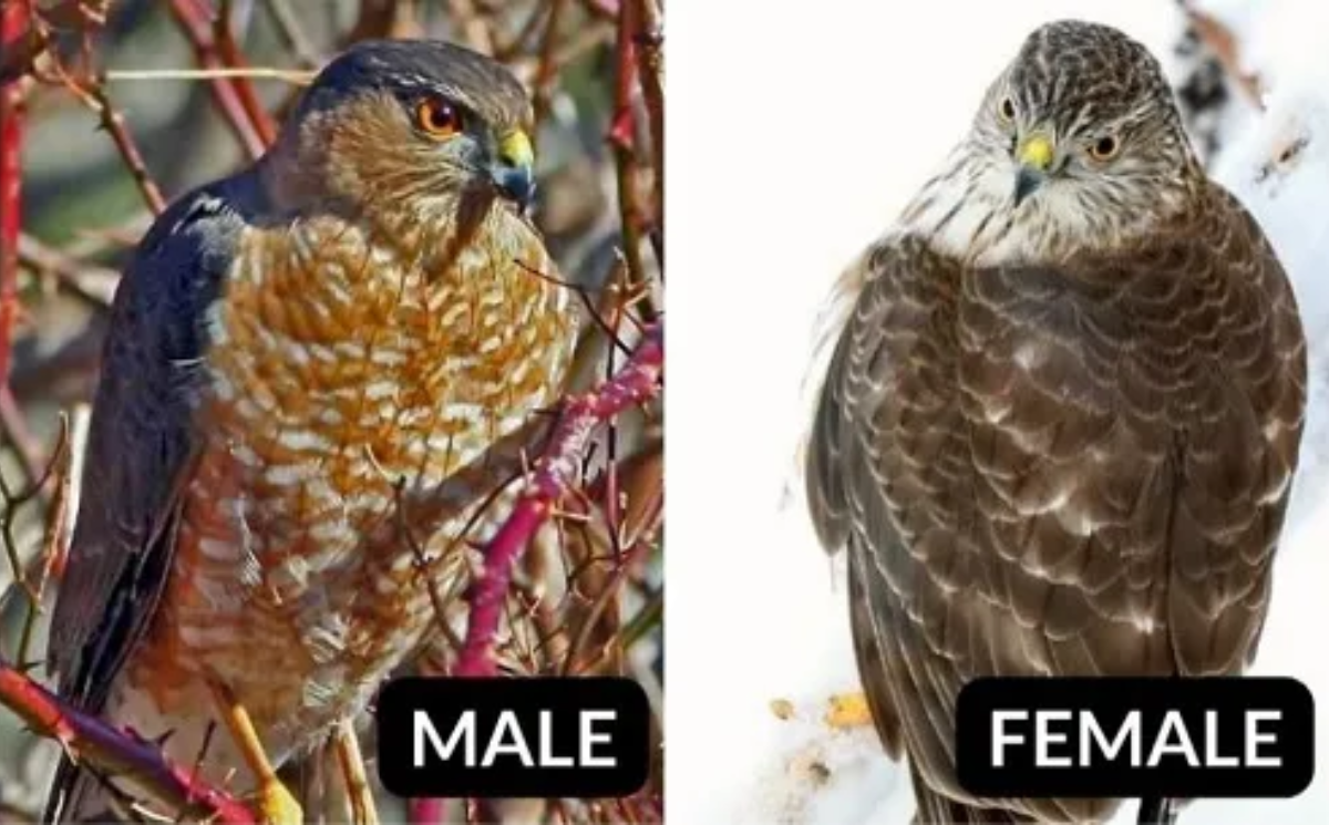 Sharp-shinned Hawk