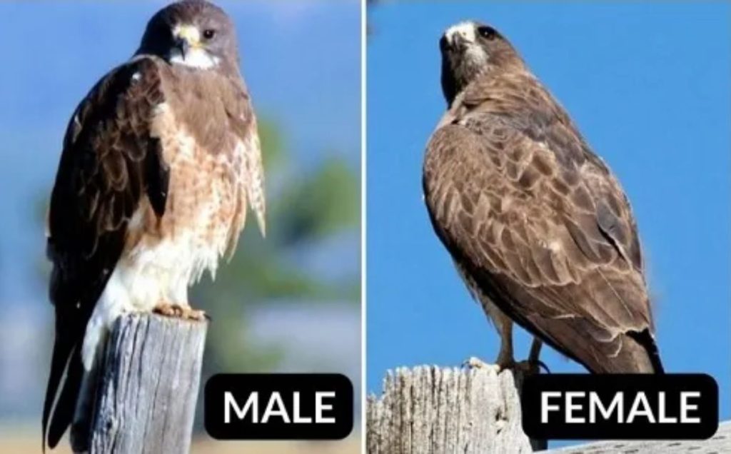 Swainson’s Hawk