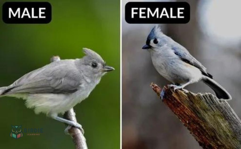 Tufted Titmouse 
