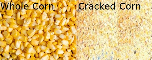 Whole Corn Vs Cracked Corn Whole Corn Vs Cracked Corn