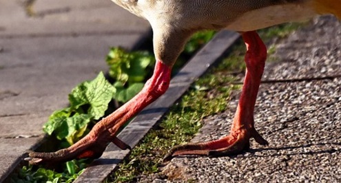 Debunking Misconceptions Ducks Only Have Two Legs Debunking Misconceptions Ducks Only Have Two Legs