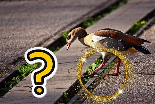 How Many Legs Do Ducks Have (Uncovering The Truth) How Many Legs Do Ducks Have (Uncovering The Truth)