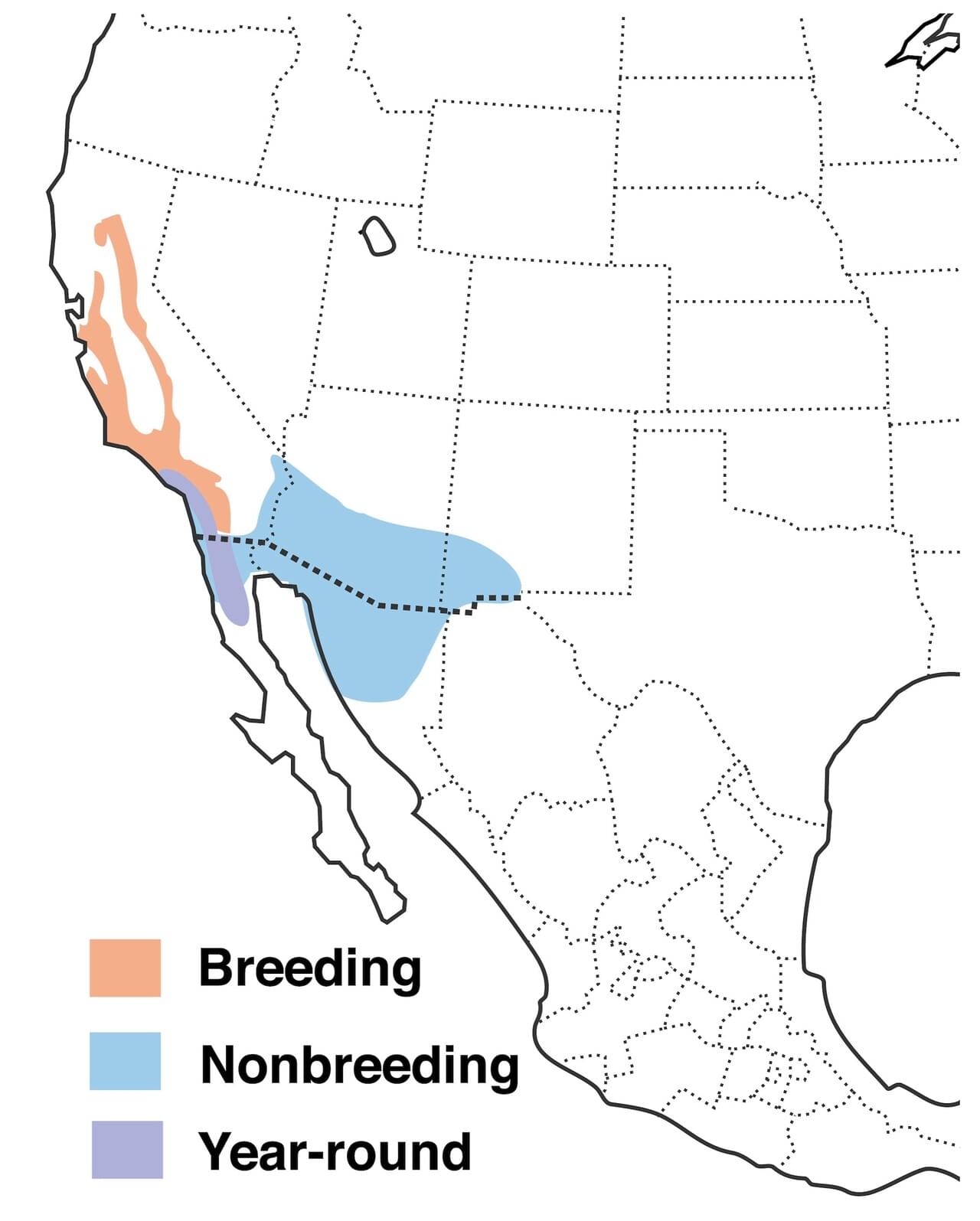 Lawrence's Goldfinch Range Map:
