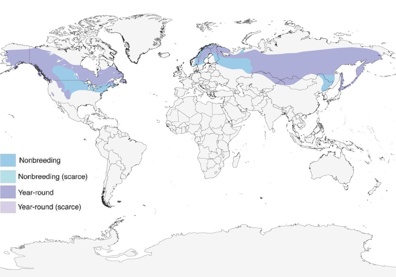 Pine Grosbeak Range Map: