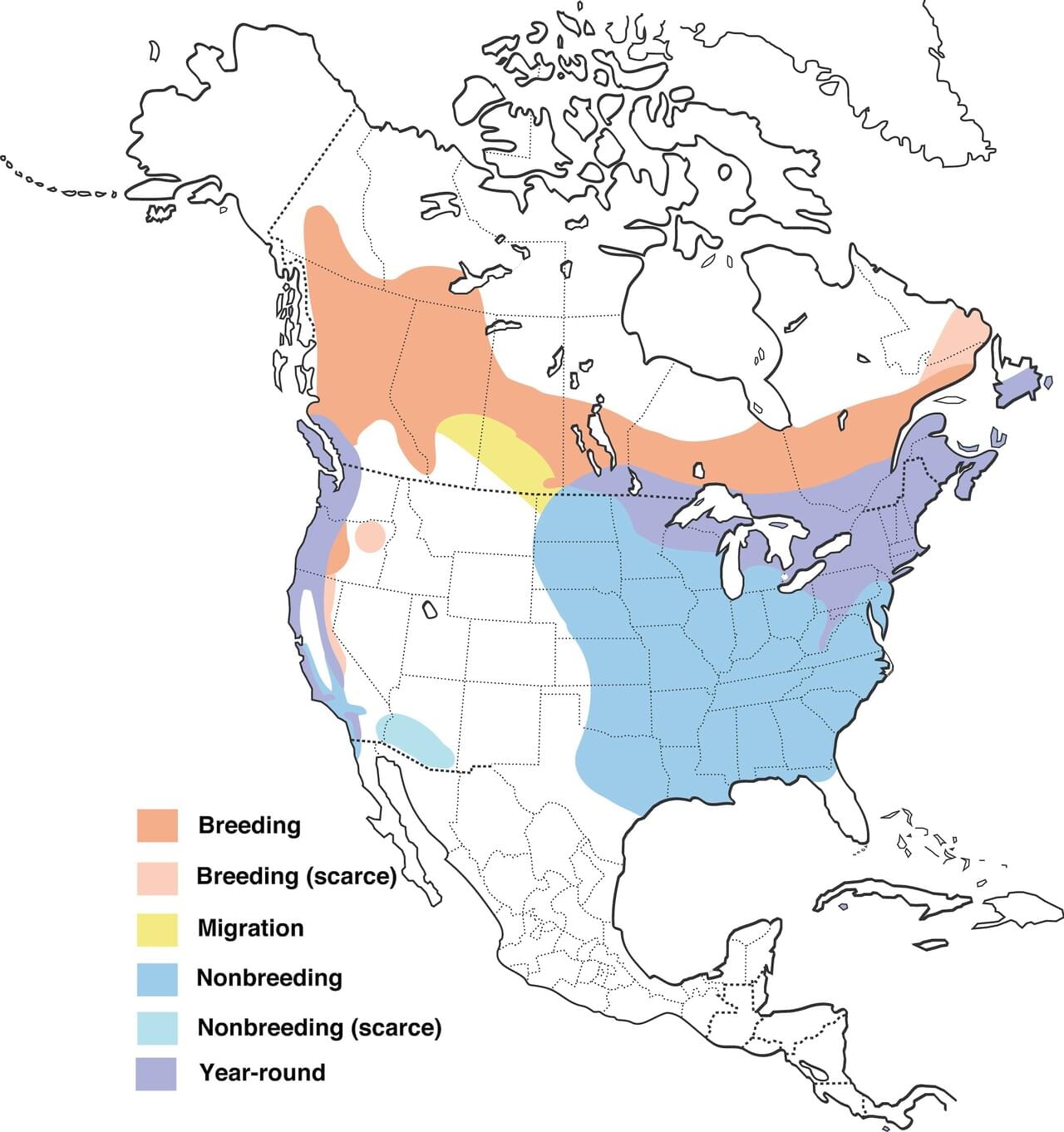 Purple Finch Range Map: