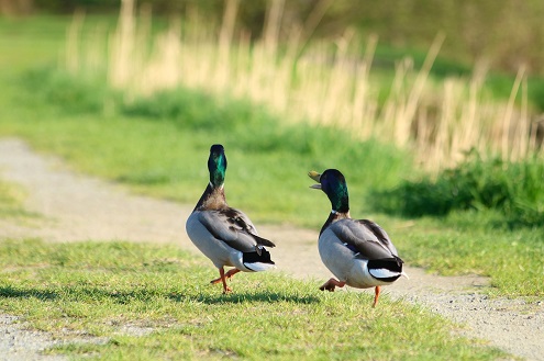 The Iconic Waddle How Do Ducks Walk The Iconic Waddle How Do Ducks Walk