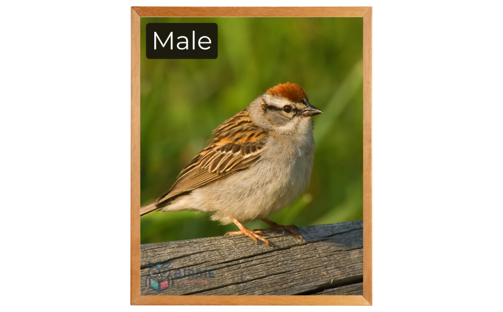 Chipping Sparrow