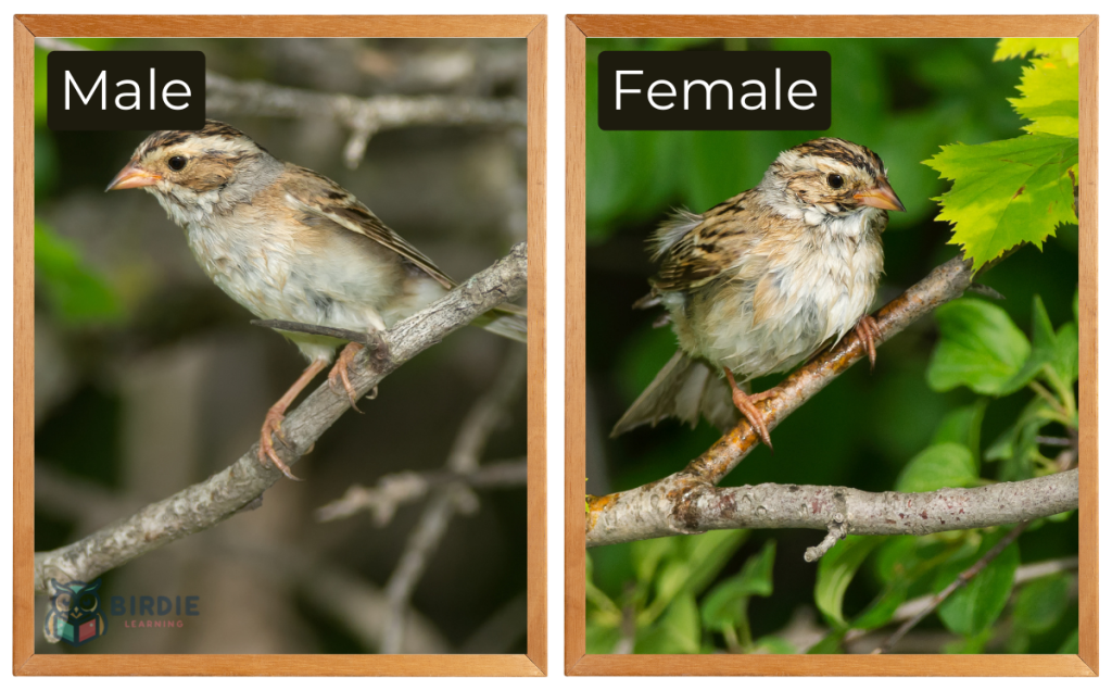 Clay-Colored Sparrow