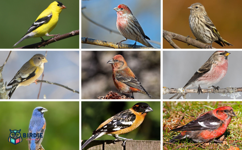 18 Finches Of Colorado
