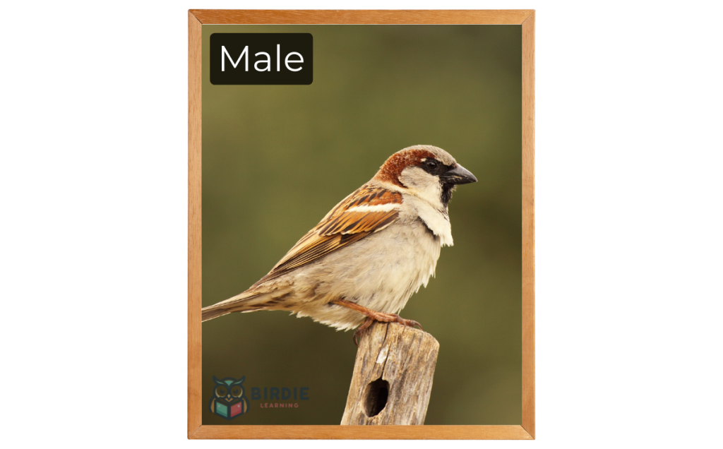 Field Sparrow