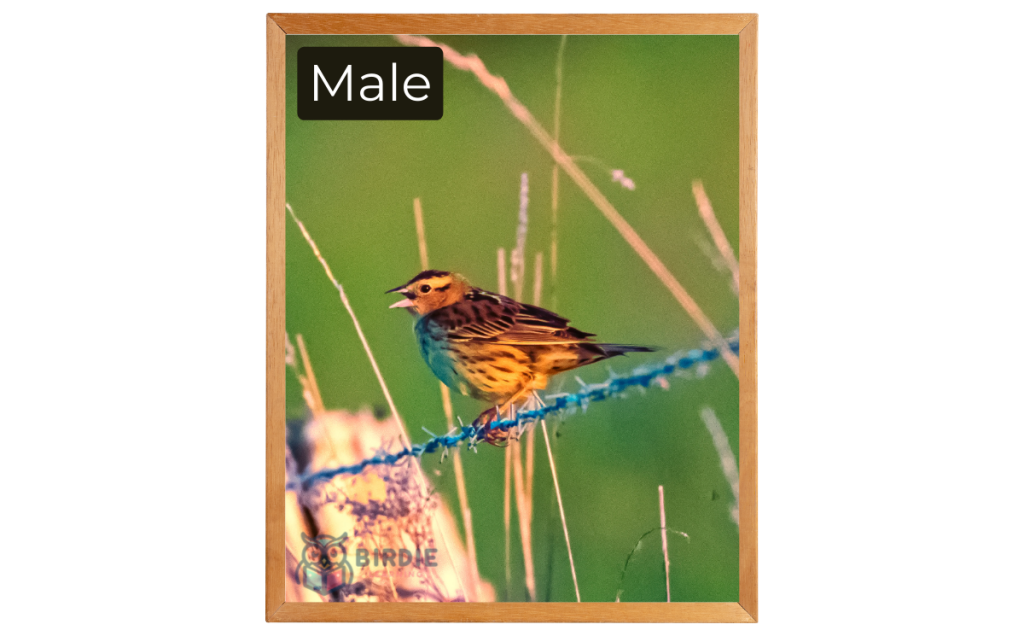 LeConte's Sparrow