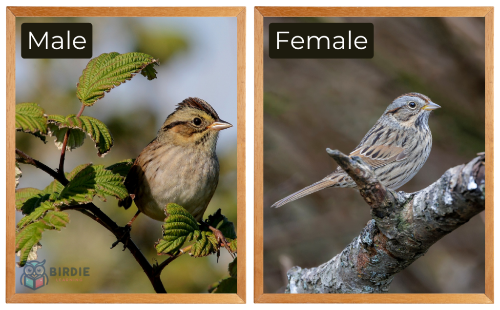 Lincoln's Sparrow