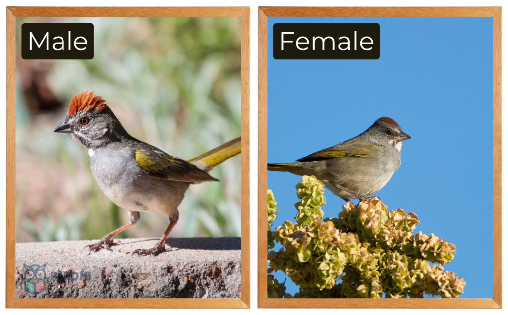 Green-Tailed Towhee