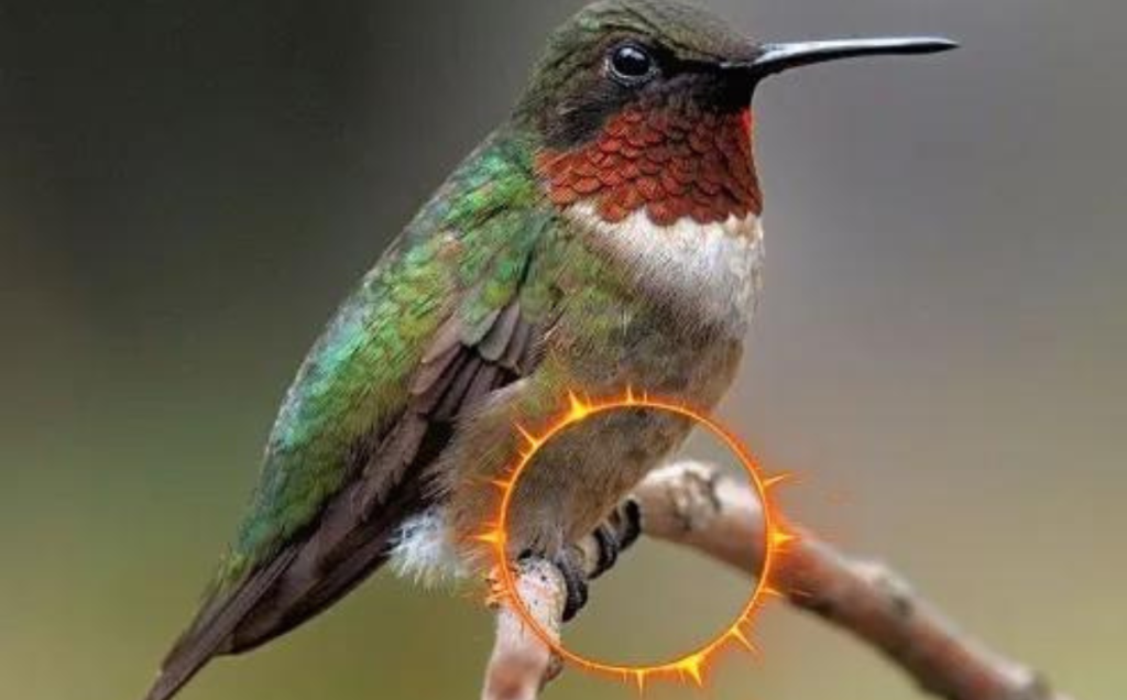 Hummingbird Feet Explained