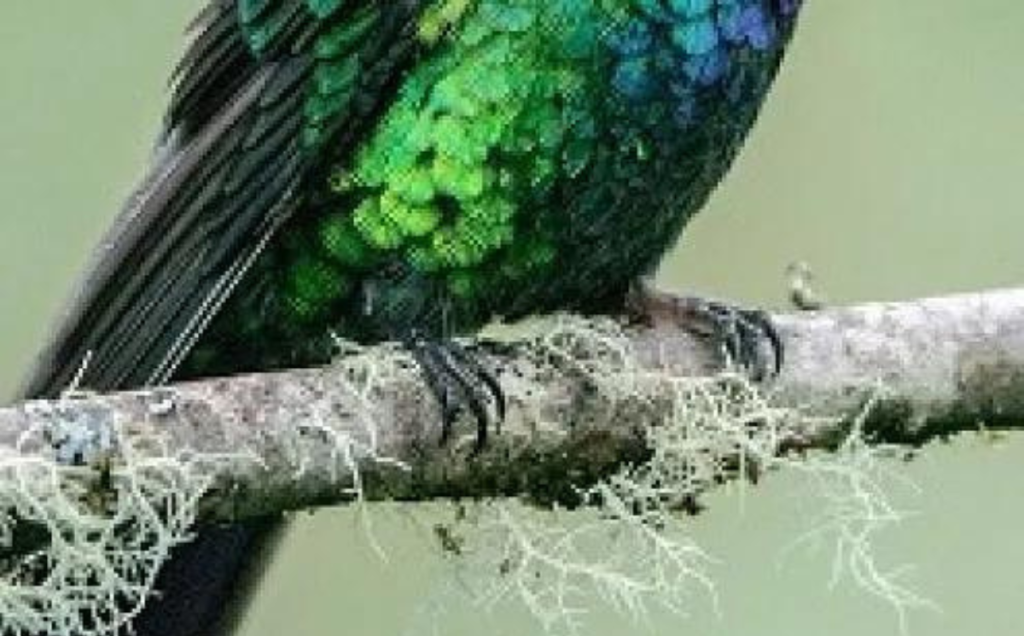 The Structure of Hummingbird Feet