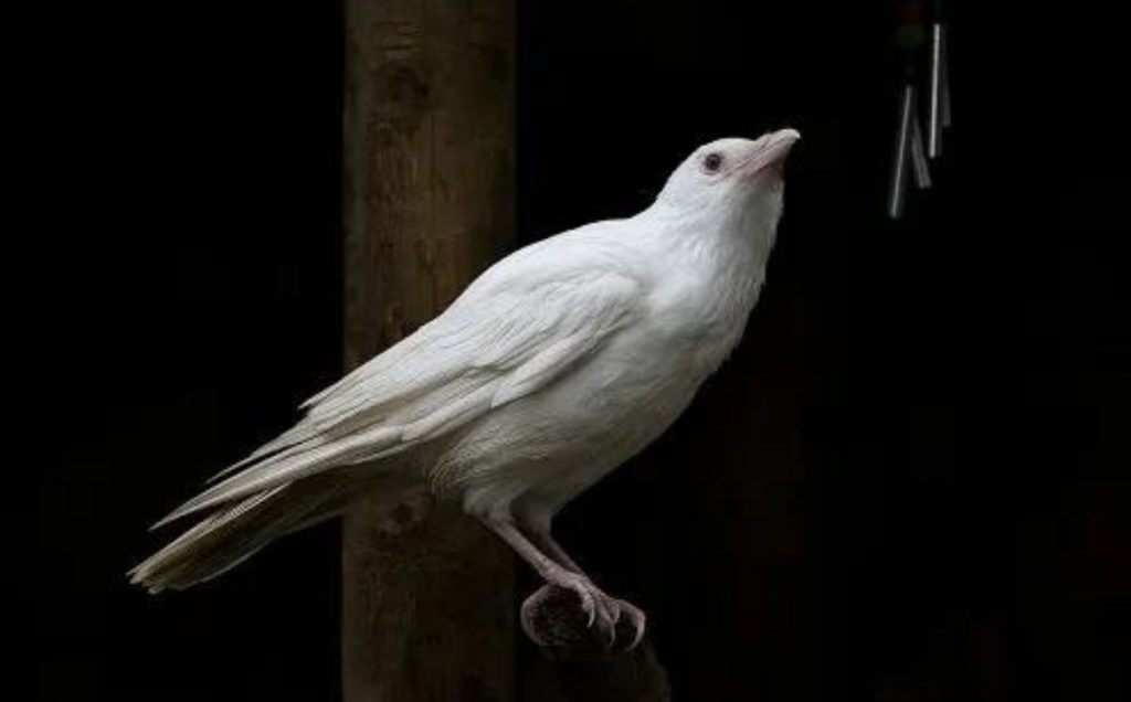 Albino Crows (What Causes Them And What They Mean)