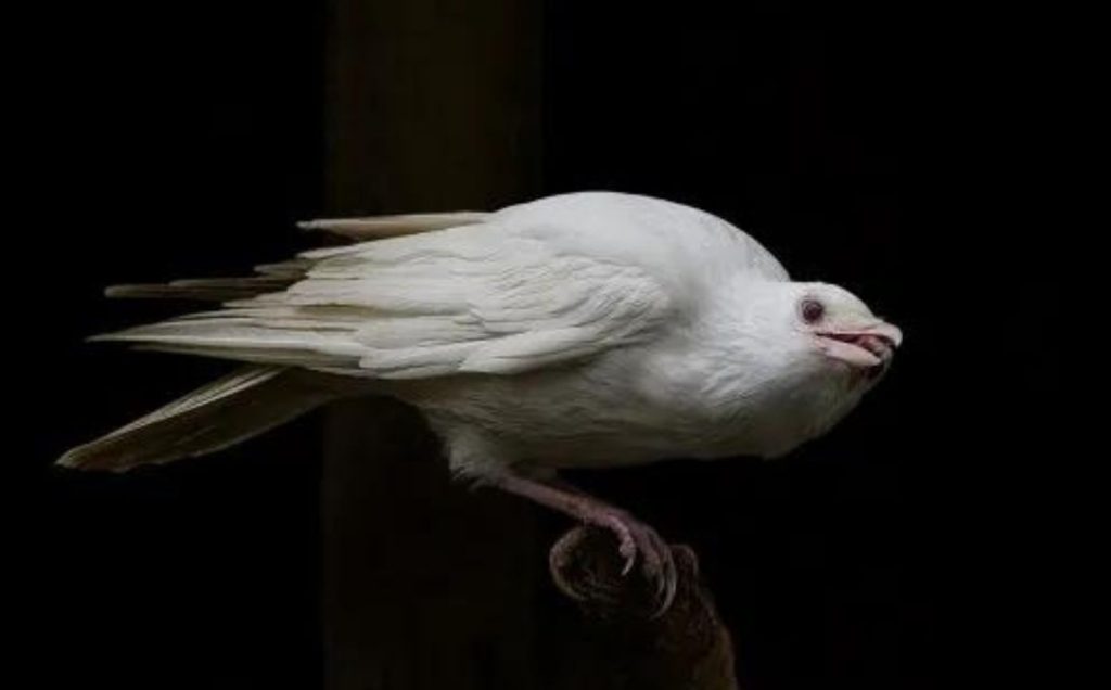 Characteristics of Albino Crows