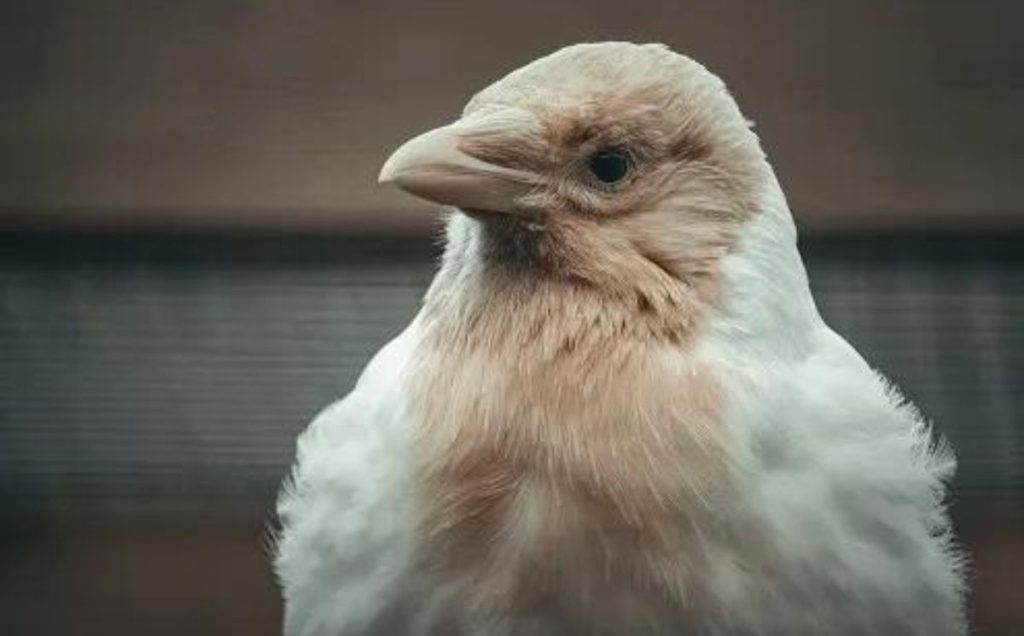 Sightings of Albino Crows