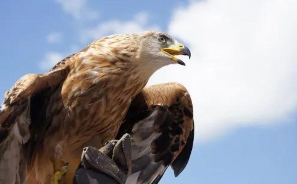 13 Of The World's Largest Birds Of Prey