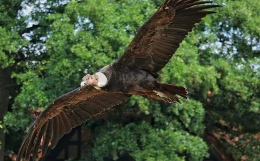 The Andean Condor - The Soaring Giant