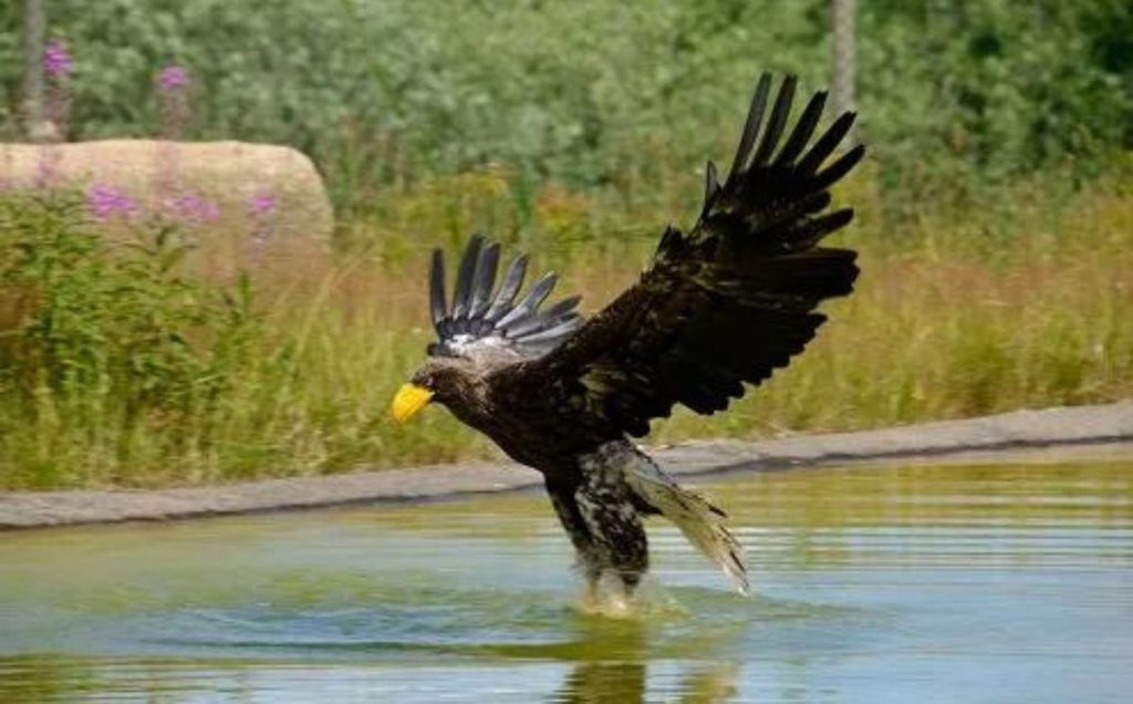 Steller’s Sea Eagle – The Heaviest Eagle