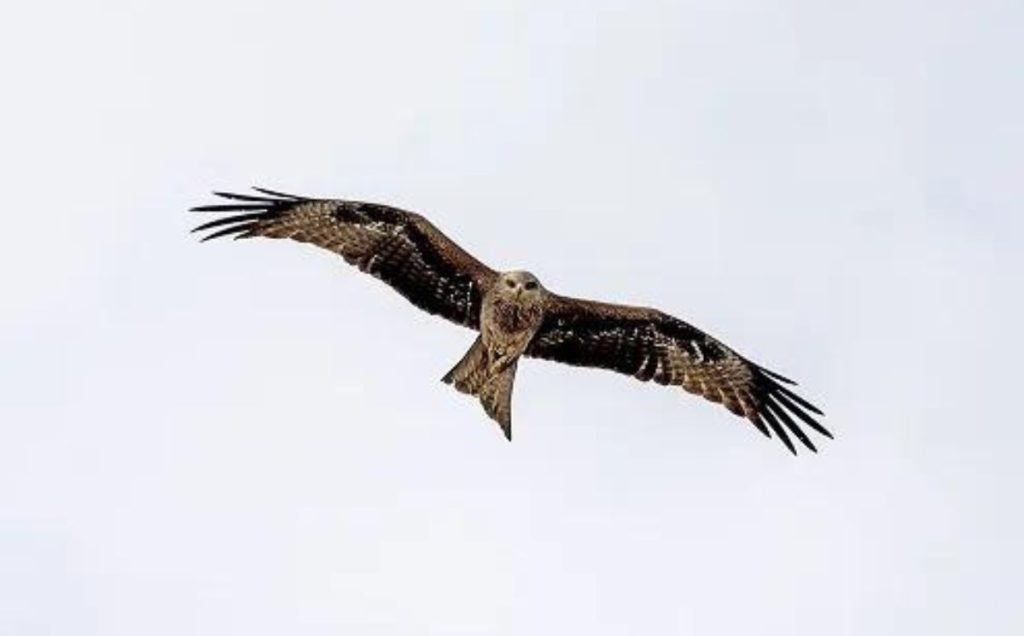 Golden Eagle – The Swift Hunter