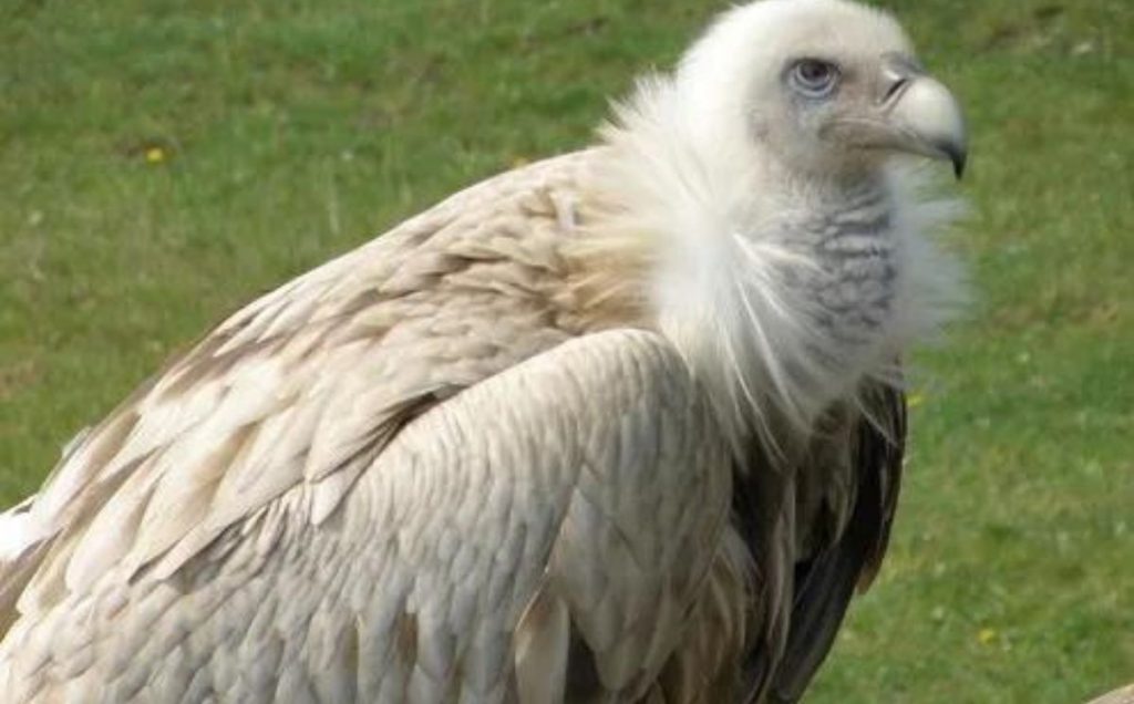 Himalayan Vulture – The Mountain Scavenger