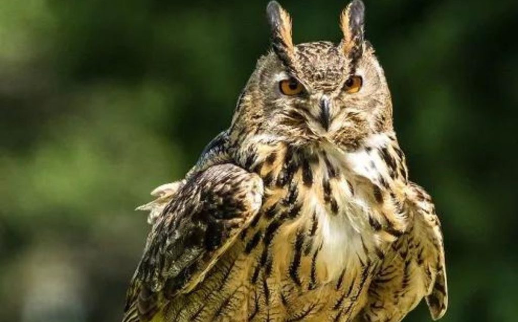 Eurasian Owl Eagle – The Silent Hunter