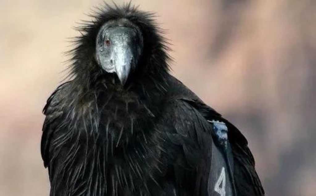 California Condor – The Surviving Wonder