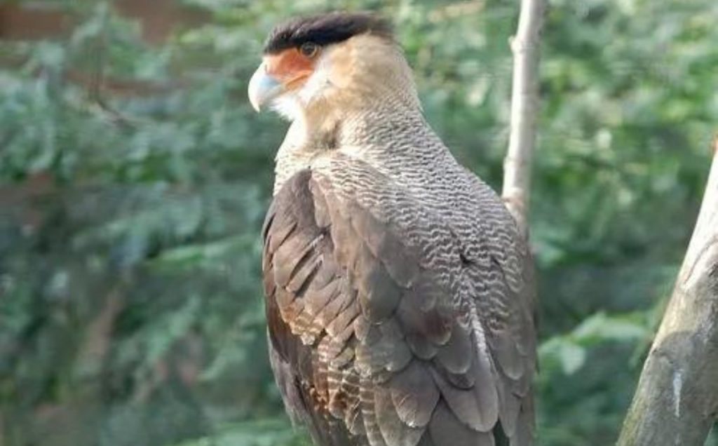 Harpy Eagle – The Mighty Hunter