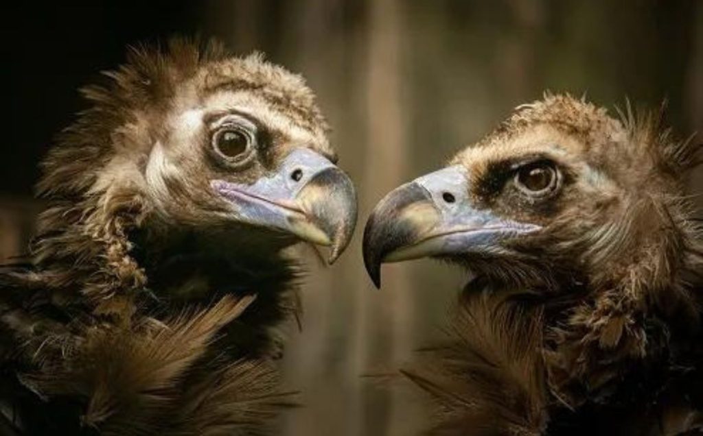 Eurasian Black Vulture – The Old World Giant