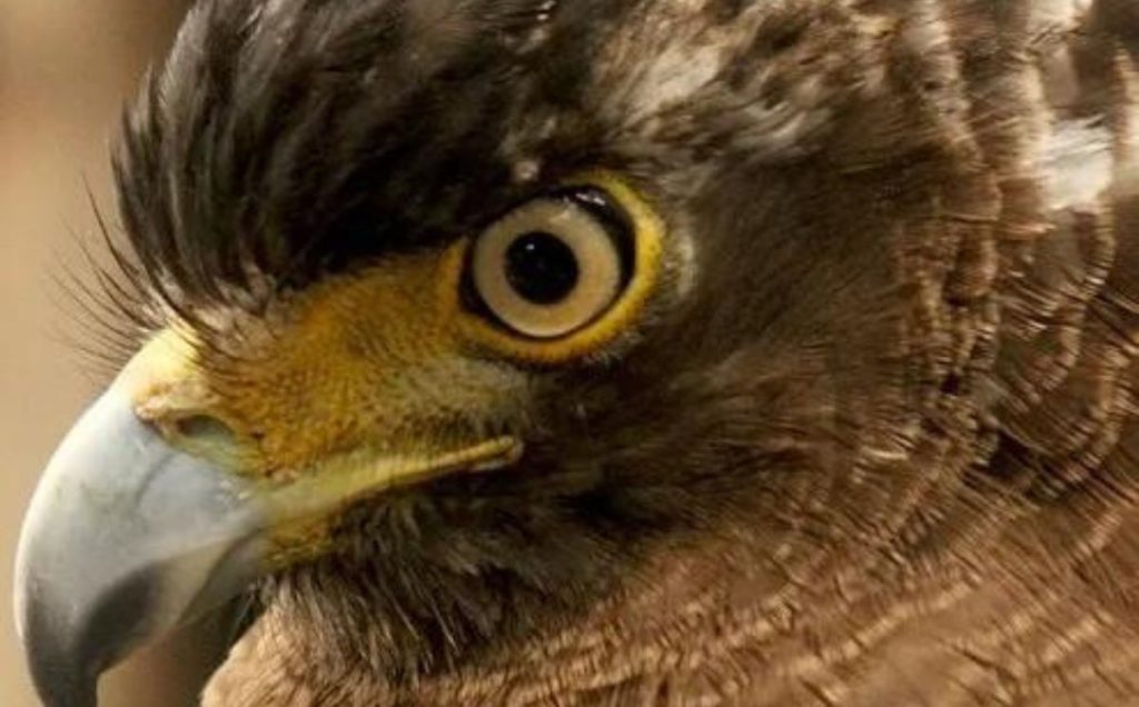 Philippine Eagle – The Monkey-Eater