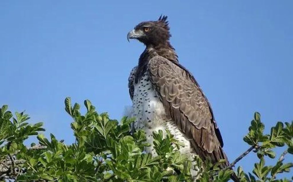Martial Eagle – The Soaring Hunter
