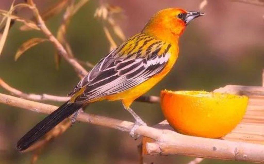 A Guide to Identifying Look-Alike Species
