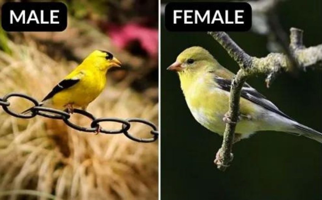 American Goldfinch