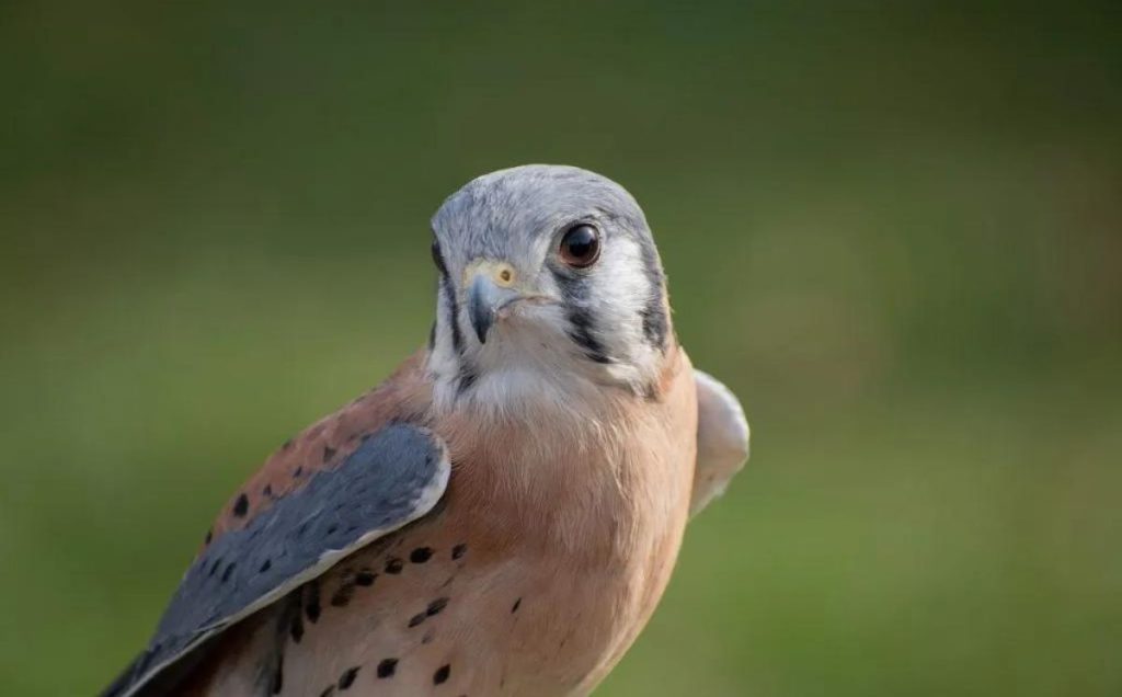American Kestrel: The Petite Predator