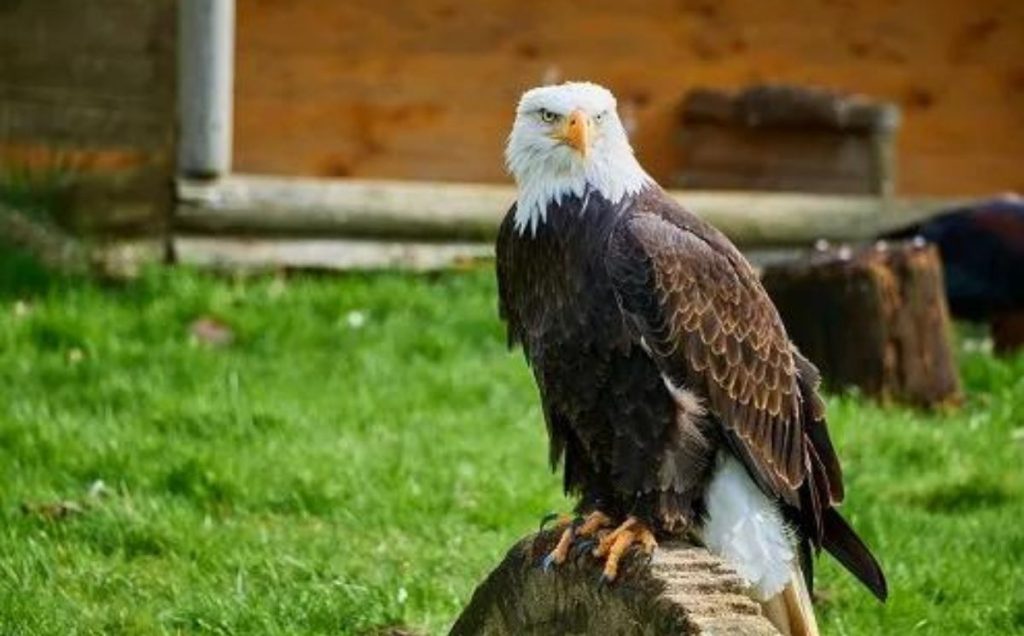 Bald Eagle Range and Habitat