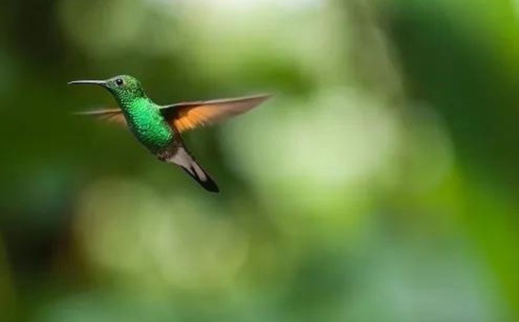 Bird Dreams From A Spiritual Perspective