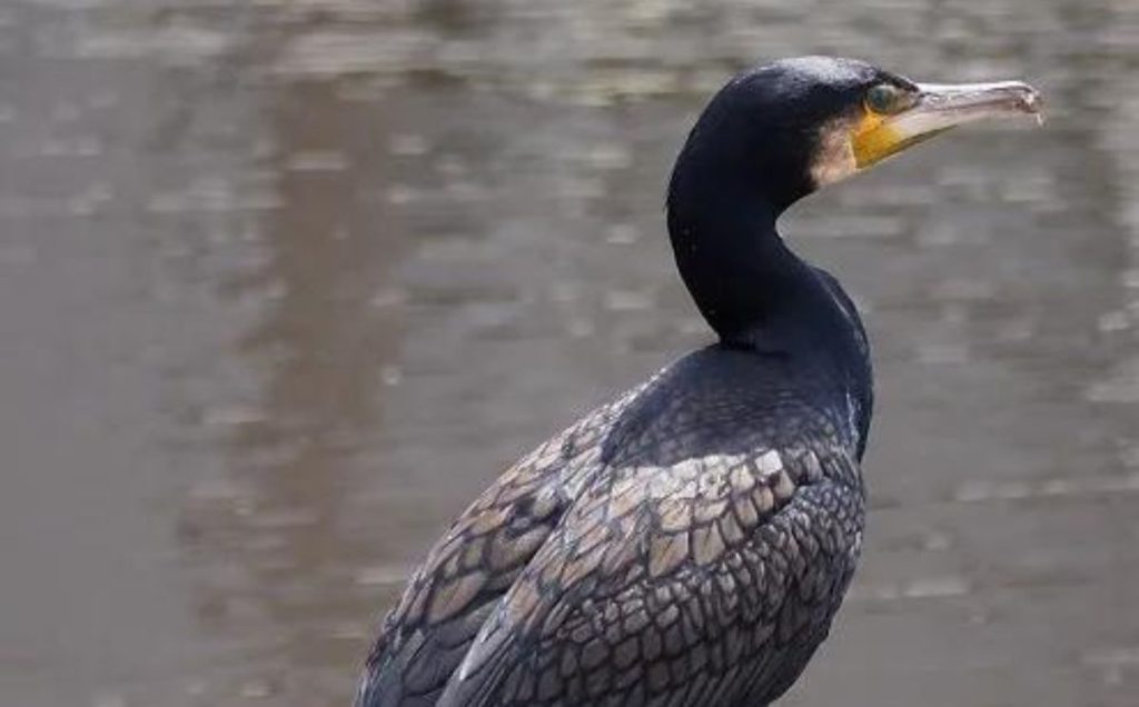 Bird Species and Coloration Matter