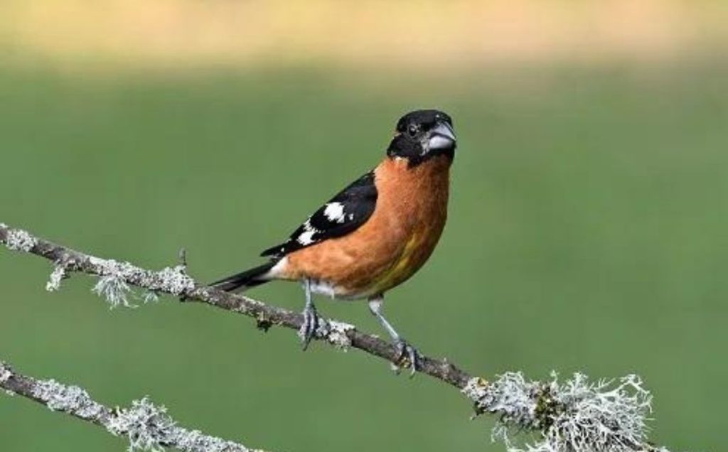 Black-Headed Grosbeak