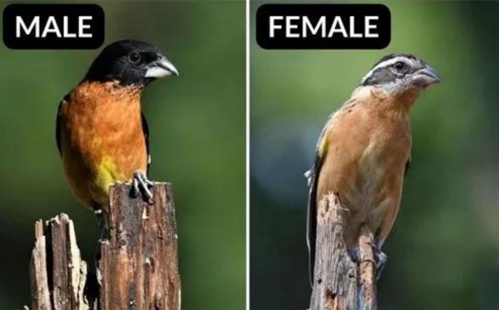 Black-Headed Grosbeak