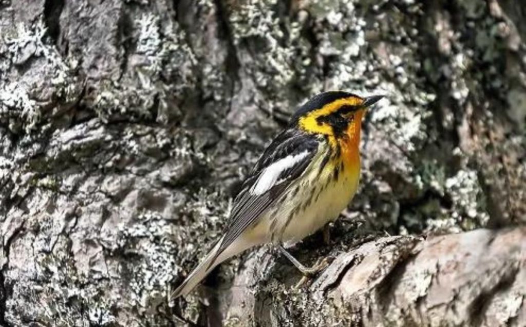 Blackburnian Warbler