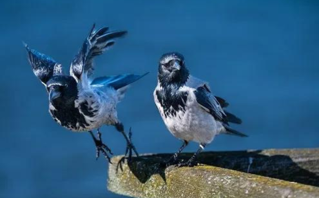Body Language in Crow Communication