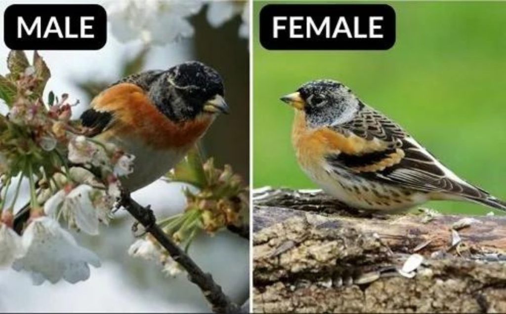 Brambling