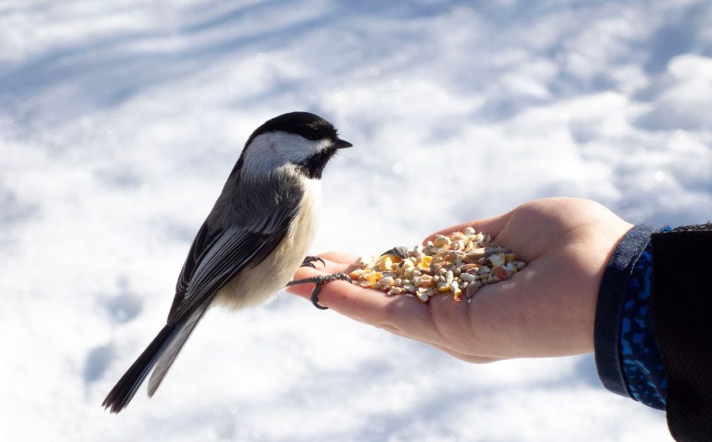 Can Birds Eat Popcorn?