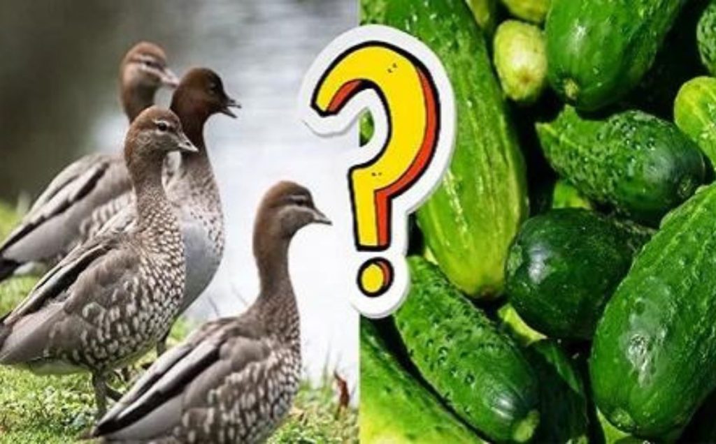 Ducks Eat Cucumbers