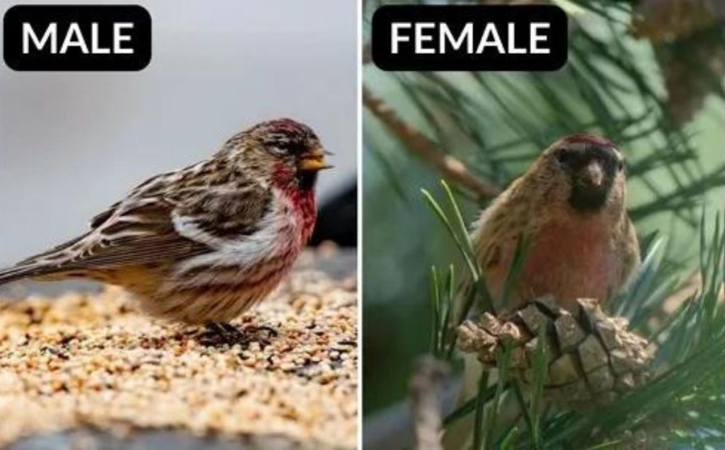 Common Redpoll